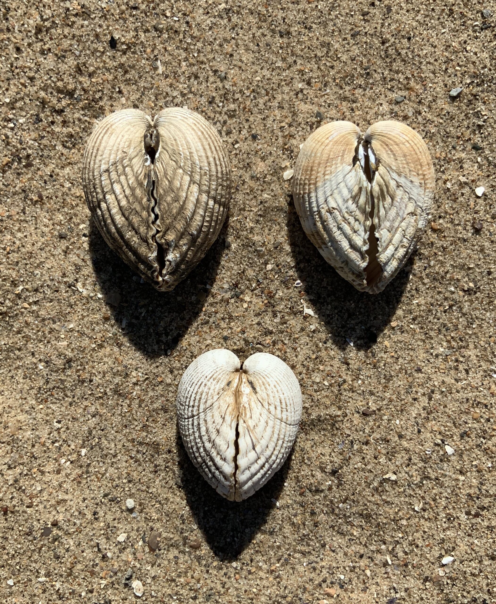 Three heart shaped shells on the sand.
