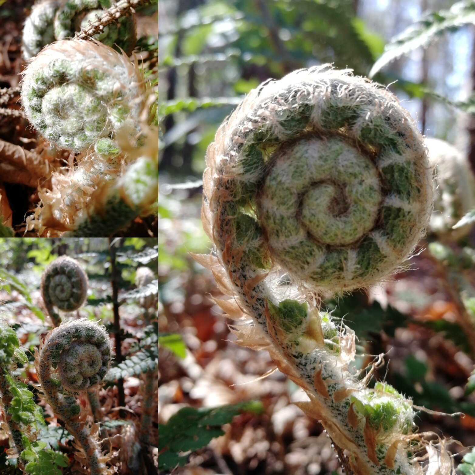 Fern fronds growing in the woods.