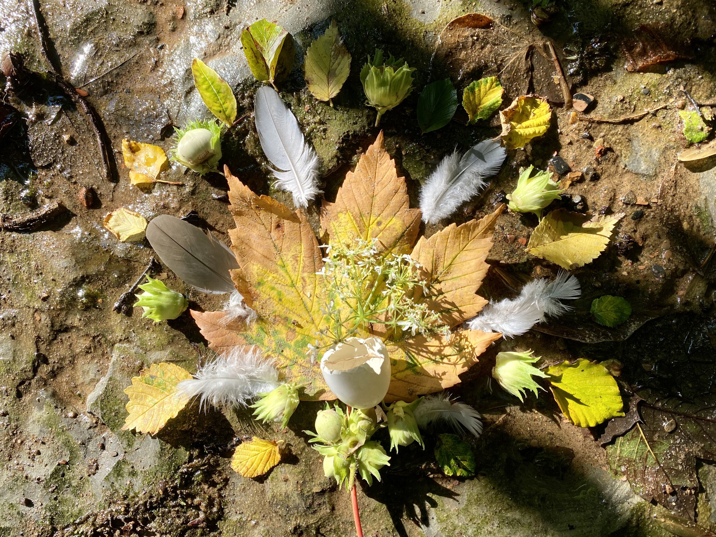 An arrangement of leaves and feathers on a rock.