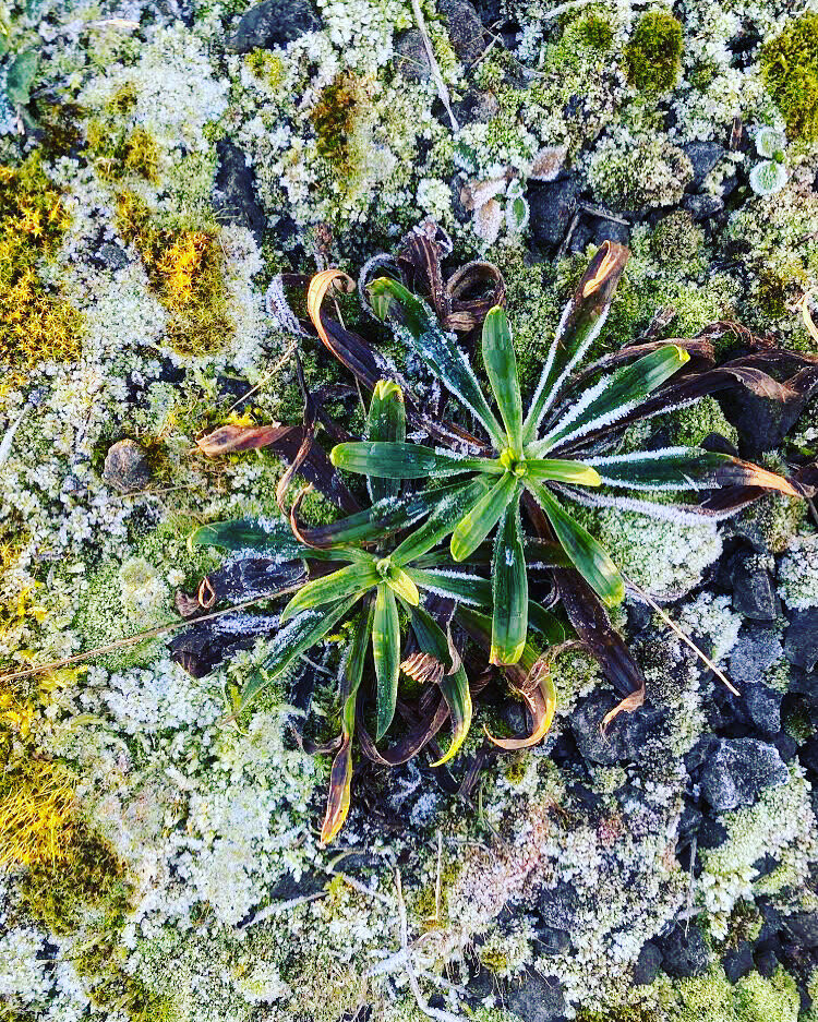 A plant growing on top of a moss covered rock.