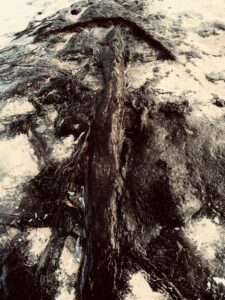 An image of a snow-covered tree trunk in the Petrified Forest.