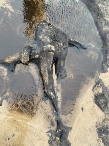 A dead fish lying in a petrified forest.