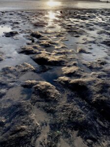 A beach with a lot of sand and water, reminiscent of a petrified forest.