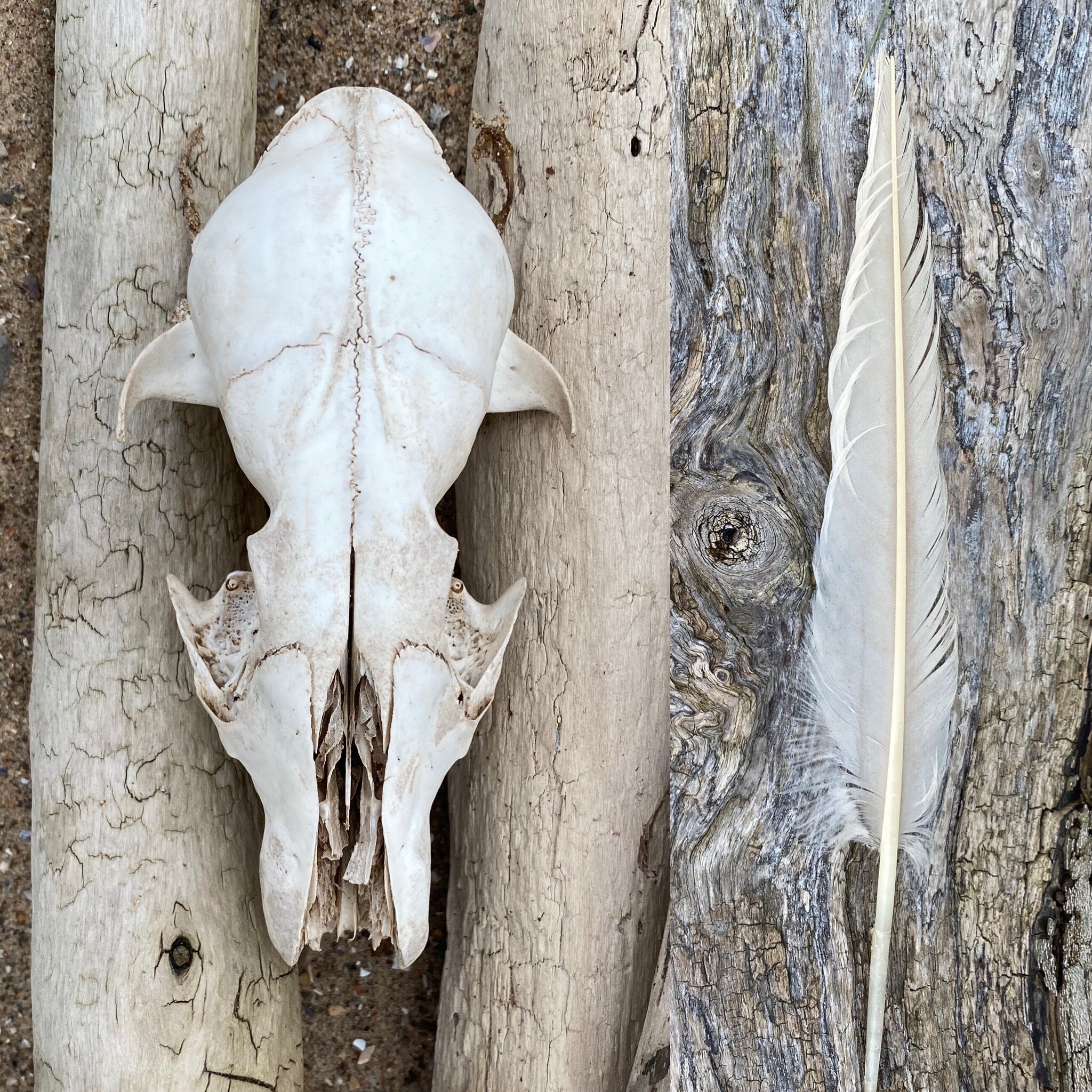 Two pictures of a feather and a skull.