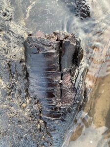 A petrified piece of wood in the water.