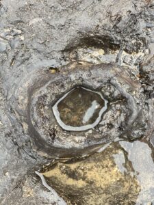 A petrified forest with rock formations containing intriguing holes.