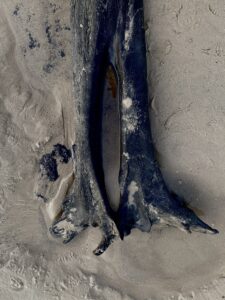 An aerial view of a dog's leg in the Petrified Forest.