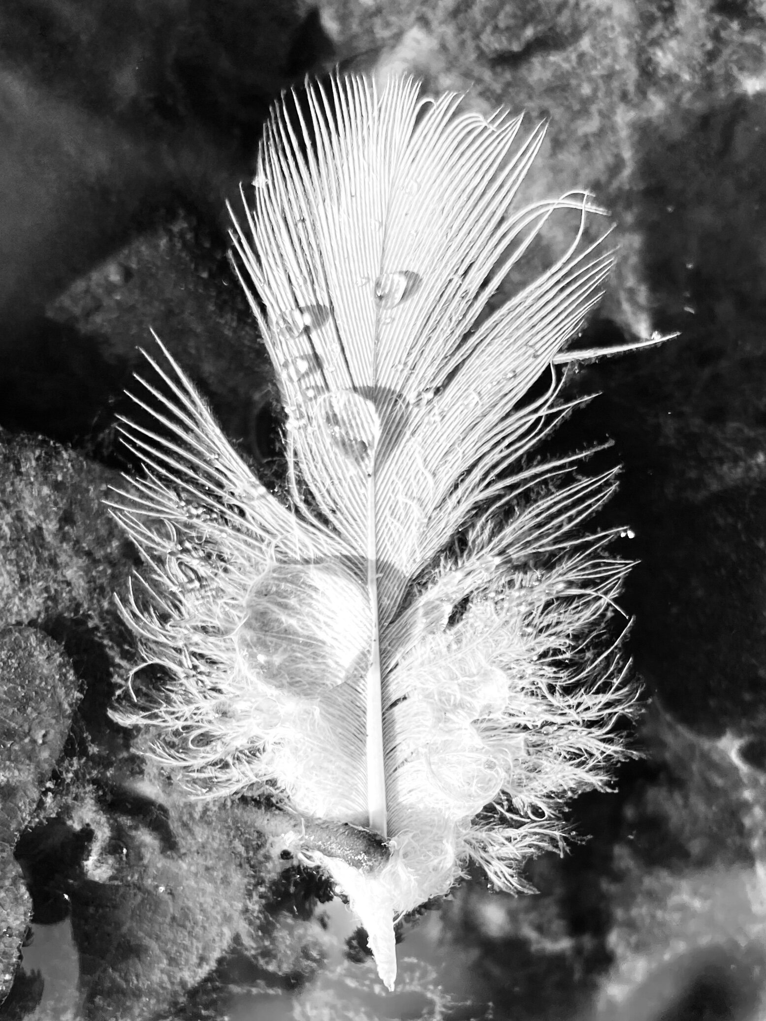 A black and white photo of a feather on a rock.