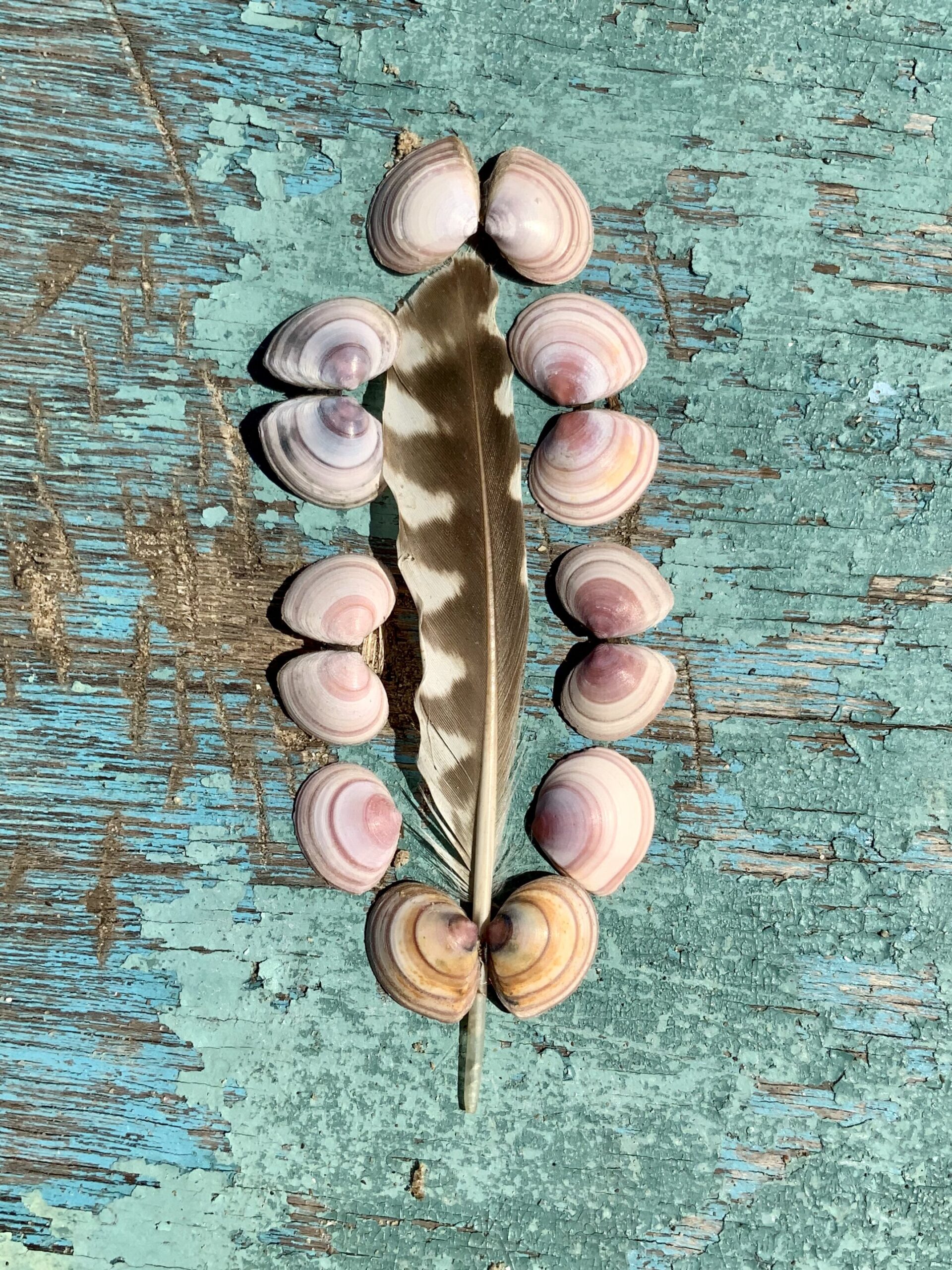 A group of shells arranged in a circle on a wooden surface.