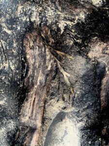A close up of a Petrified Forest tree trunk.