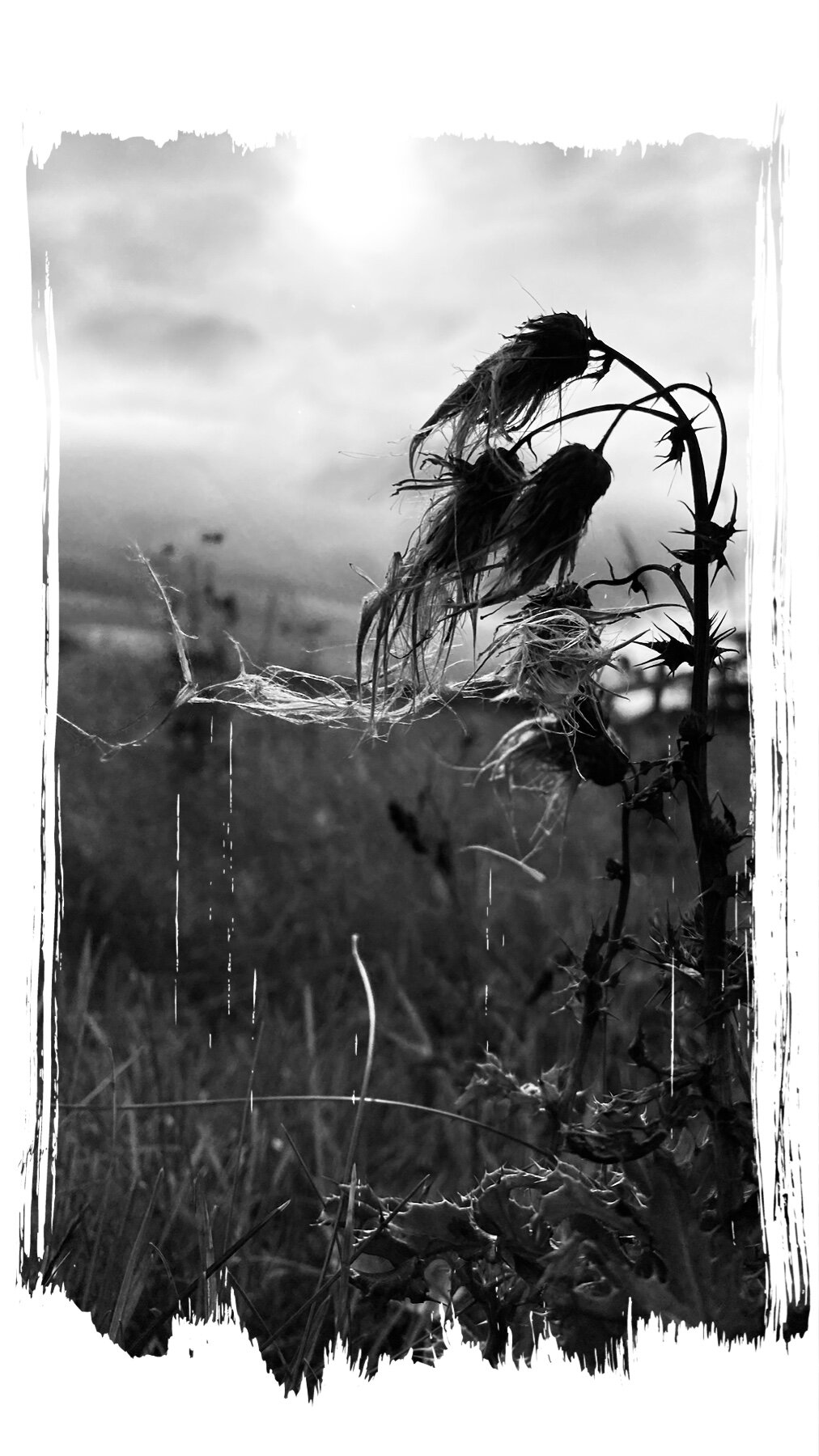 A black and white photo of a plant in a field.