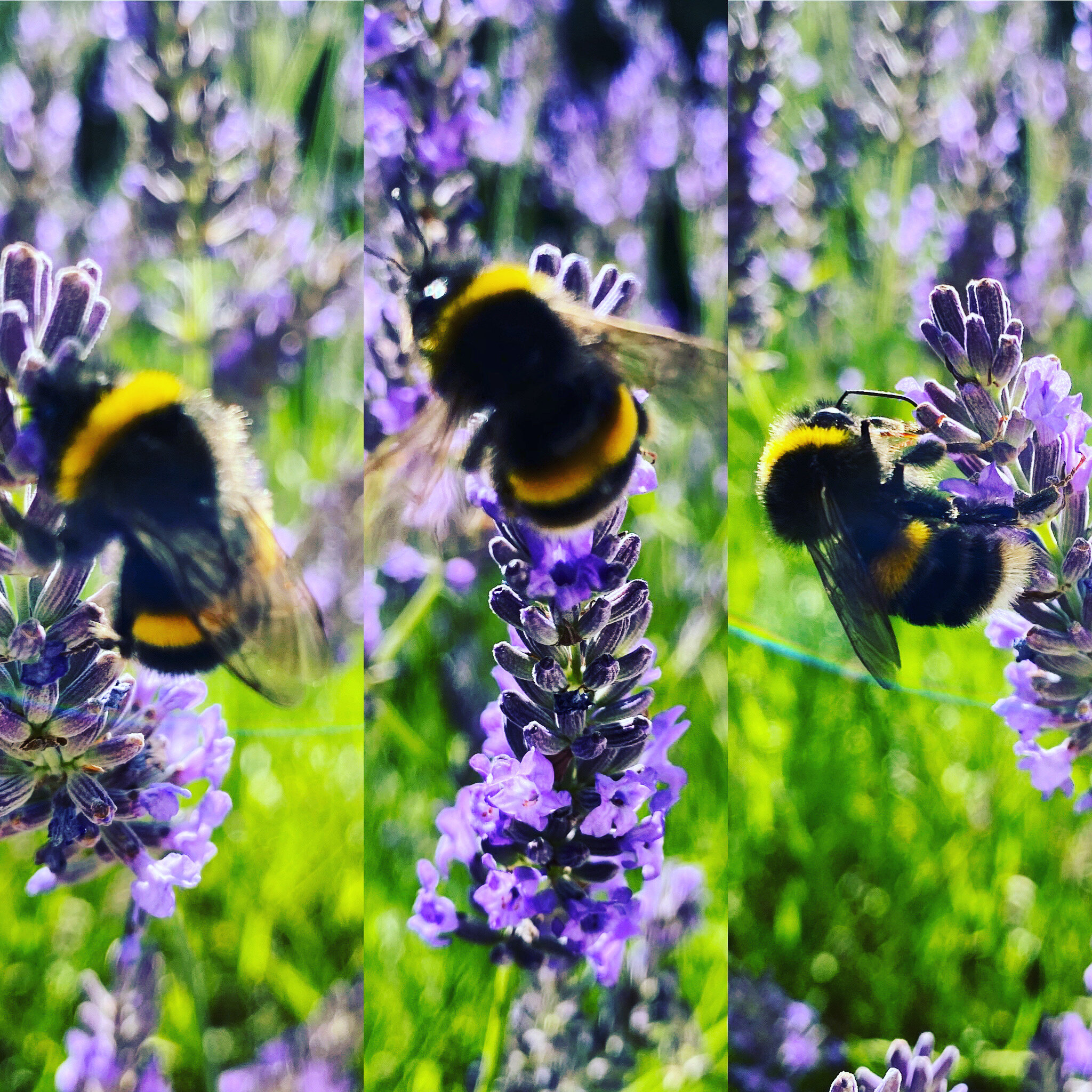 A bumble bee on lavender flowers.