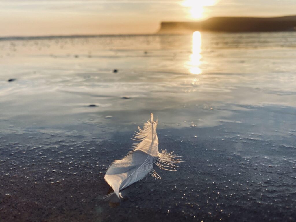 A white feather on the beach at sunset.