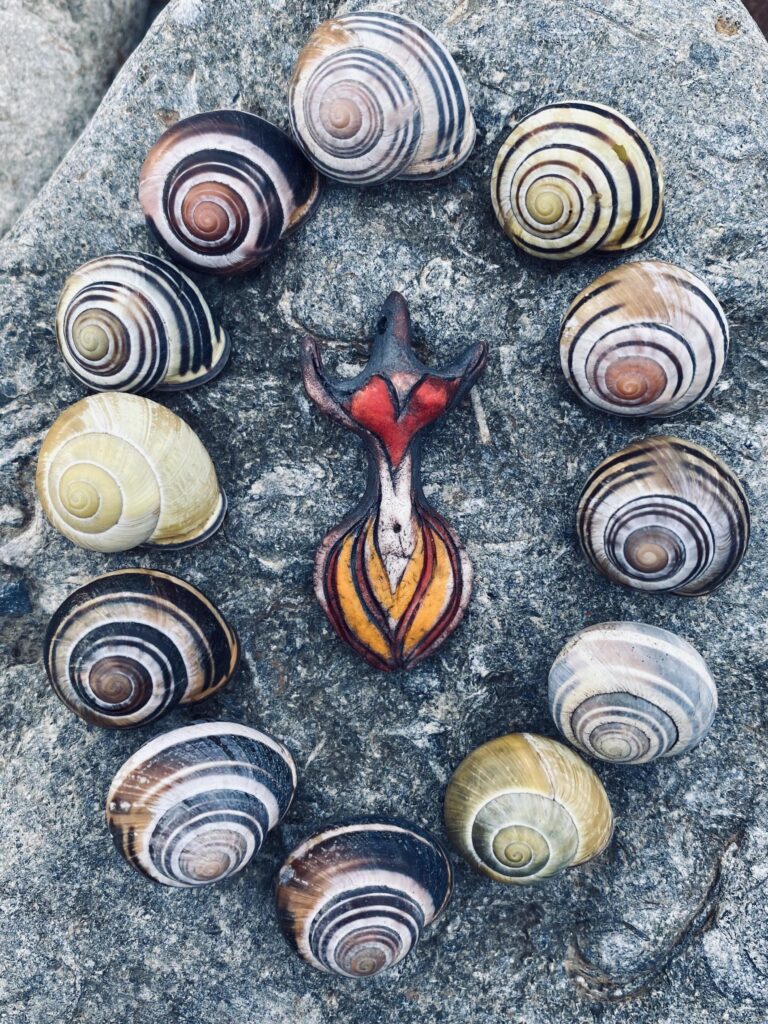 A group of shells arranged in a circle on a rock.