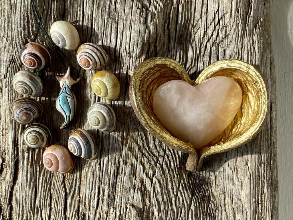 Shells and a heart shaped shell on a wooden surface.