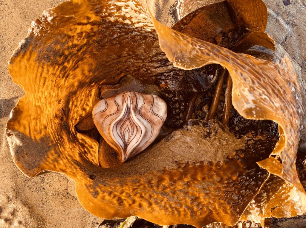 A heart shaped shell in the sand.